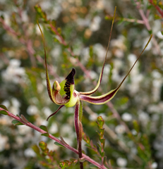 Caladenia exstans