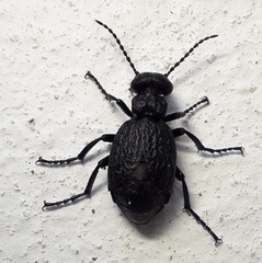 Meloe mediterraneus