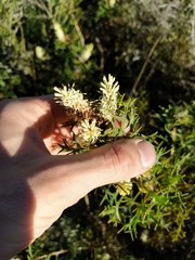 Petrophile macrostachya