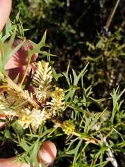 Petrophile macrostachya