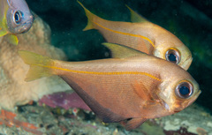 Pempheris compressa