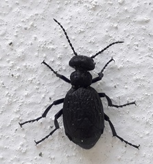 Meloe mediterraneus