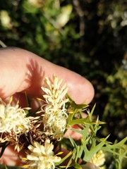 Petrophile macrostachya