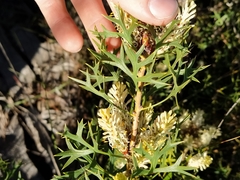 Petrophile macrostachya