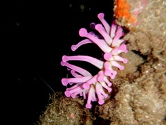 Telmatactis cricoides