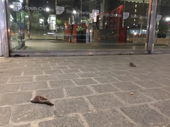 Zonotrichia albicollis