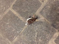 Zonotrichia albicollis