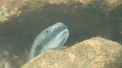 Sicyopterus longifilis