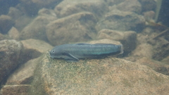Sicyopterus longifilis
