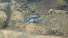 Sicyopterus longifilis
