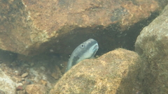 Sicyopterus longifilis