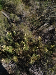 Petrophile macrostachya