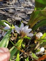 Scaevola repens