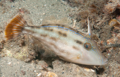 Meuschenia trachylepis