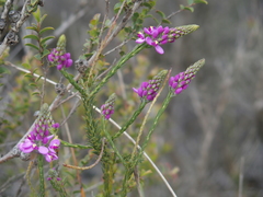 Comesperma virgatum