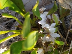 Scaevola repens