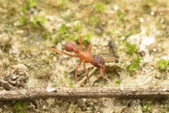 Cyphomyrmex