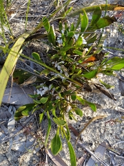 Scaevola repens