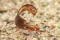 Cyphomyrmex