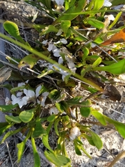 Scaevola repens