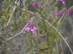 Comesperma virgatum