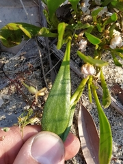 Scaevola repens