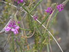 Comesperma virgatum