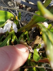 Scaevola repens