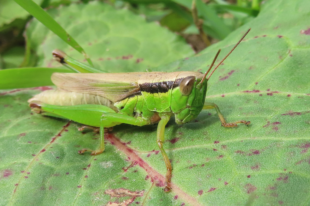 Oxya yezoensis