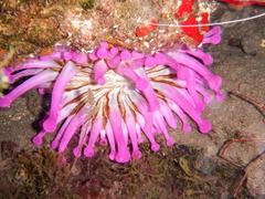 Telmatactis cricoides