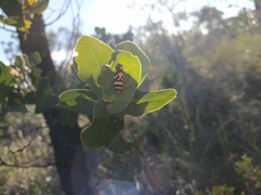 Scaevola repens