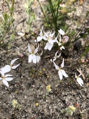Stylidium petiolare