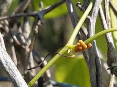 Battus polydamas