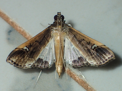 Maruca amboinalis