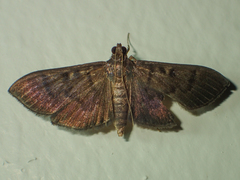 Coptobasis