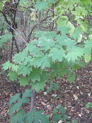 Acer pseudosieboldianum