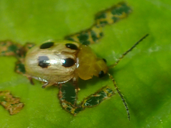 Erystus quadripunctatus