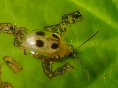 Erystus quadripunctatus