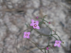 Boronia spathulata