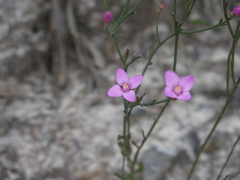 Boronia spathulata
