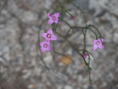 Boronia spathulata
