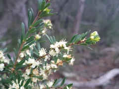 Micrantheum hexandrum