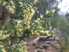 Micrantheum hexandrum