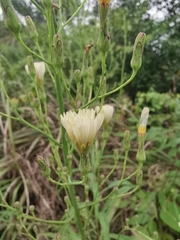 Lactuca indica