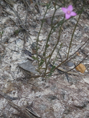 Boronia spathulata