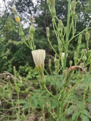 Lactuca indica