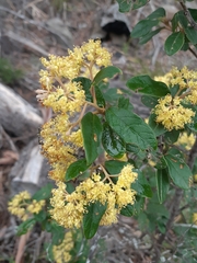 Pomaderris elliptica