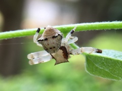 Thomisus sikkimensis