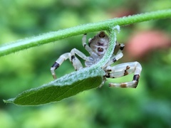 Thomisus sikkimensis