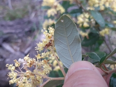 Pomaderris elliptica
